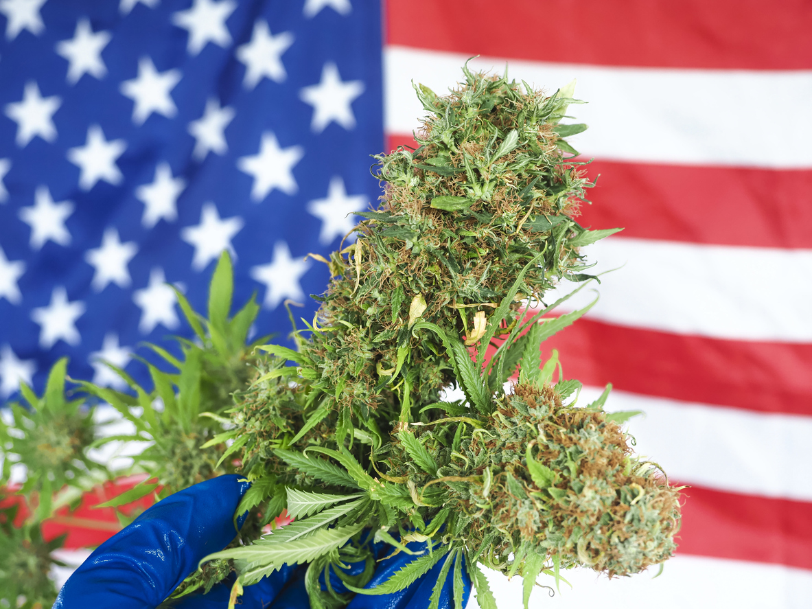 marijuana cbd thc. Hand holding a cannabis bud on the background of the flag of the United States of America. Legal Marijuana cultivation in the USA.