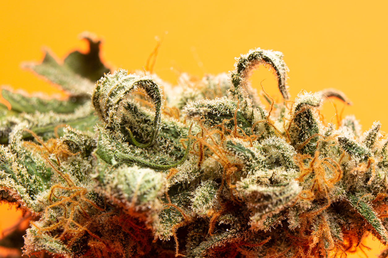 Macro Cannabis Flower on Orange Background
