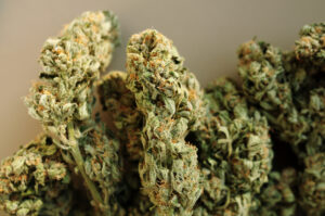 Marijuana buds close-up. Medicinal cannabis flowering on brown background. Hemp recreation, medical use, legalization.